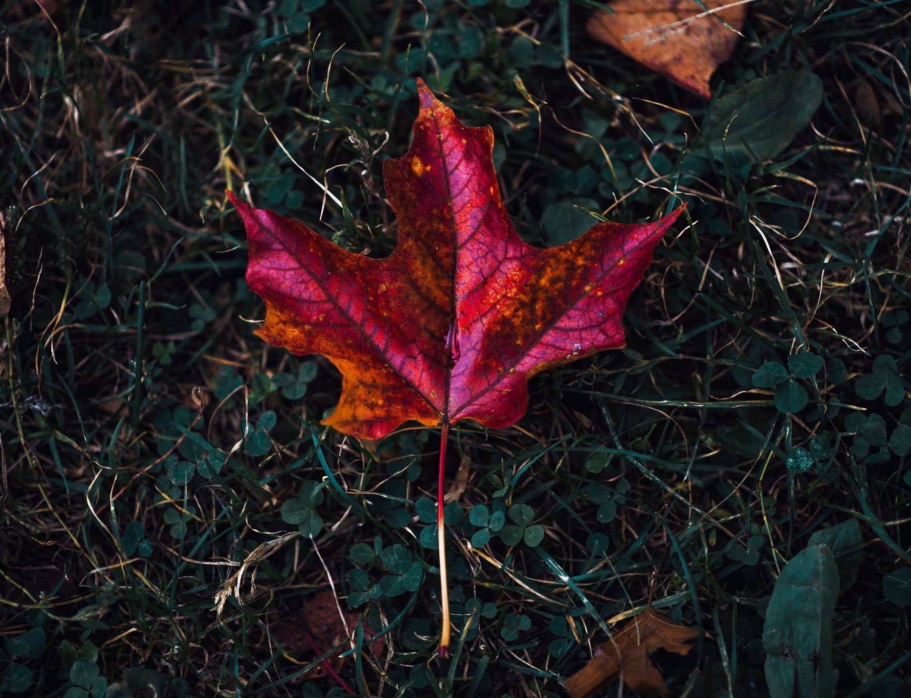 Maple leaf Canada